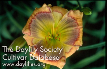 Daylily Out of the Blue